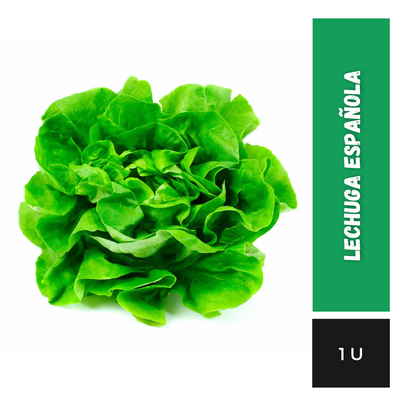 Lechuga Española, 1u