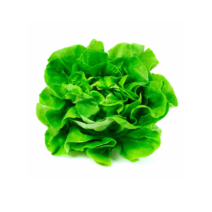 Lechuga Española, 1u