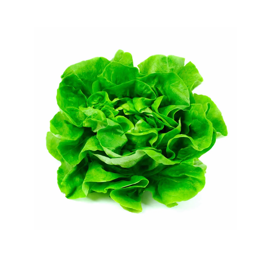 Lechuga Española, 1u