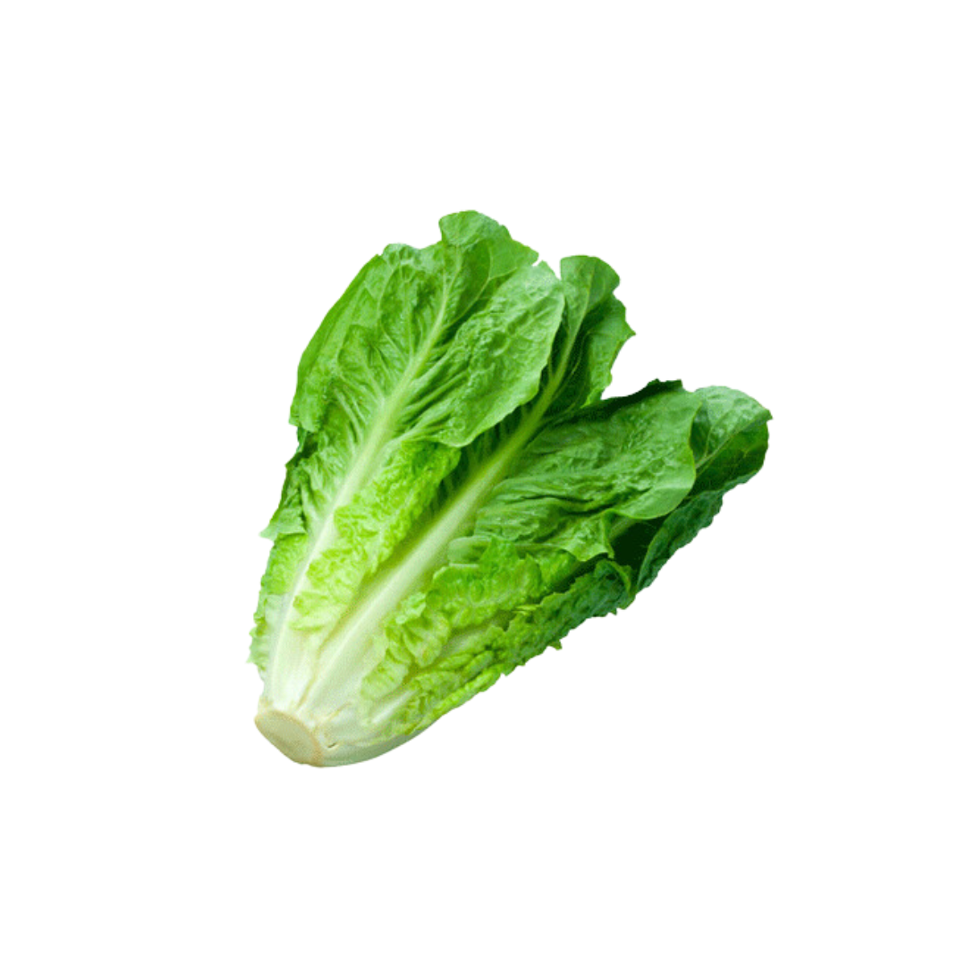 Lechuga Costina Unidad