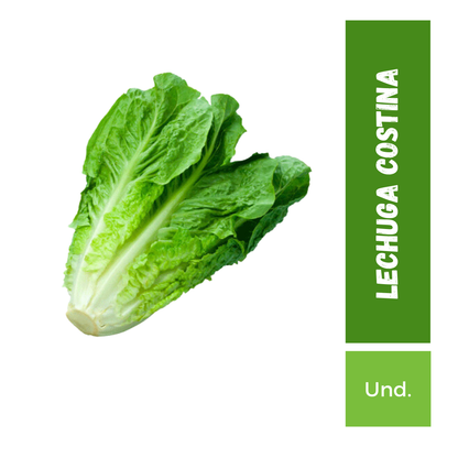 Lechuga Costina Unidad